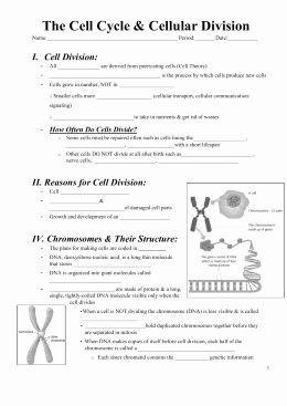 The Cell Cycle Worksheet Beautiful Studylib Essys Homework Help Flashcards Research