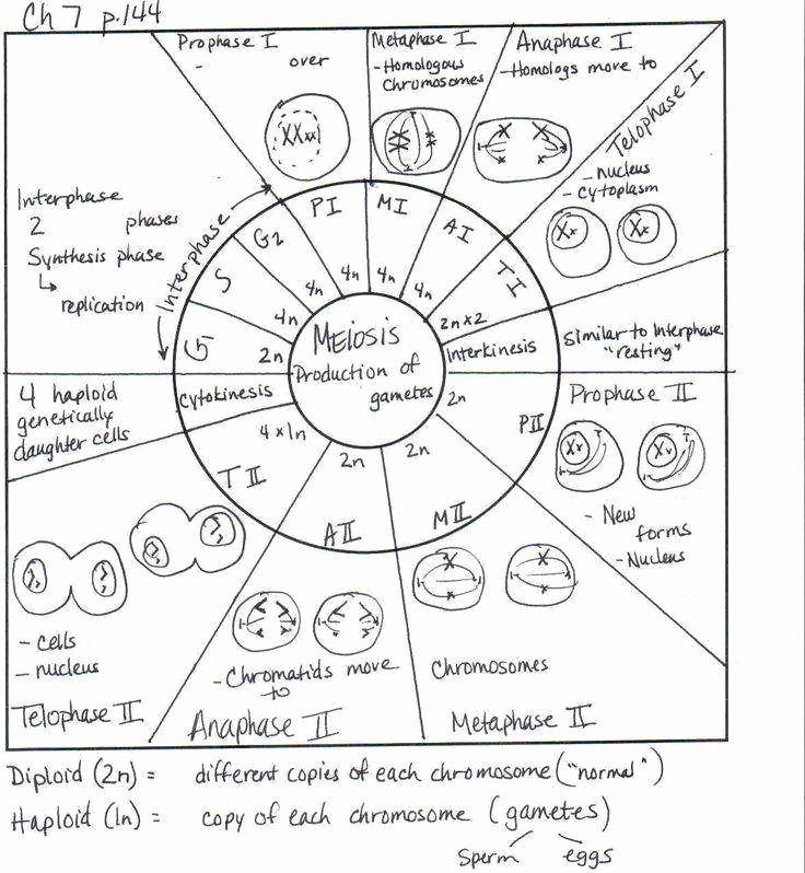 50 The Cell Cycle Worksheet