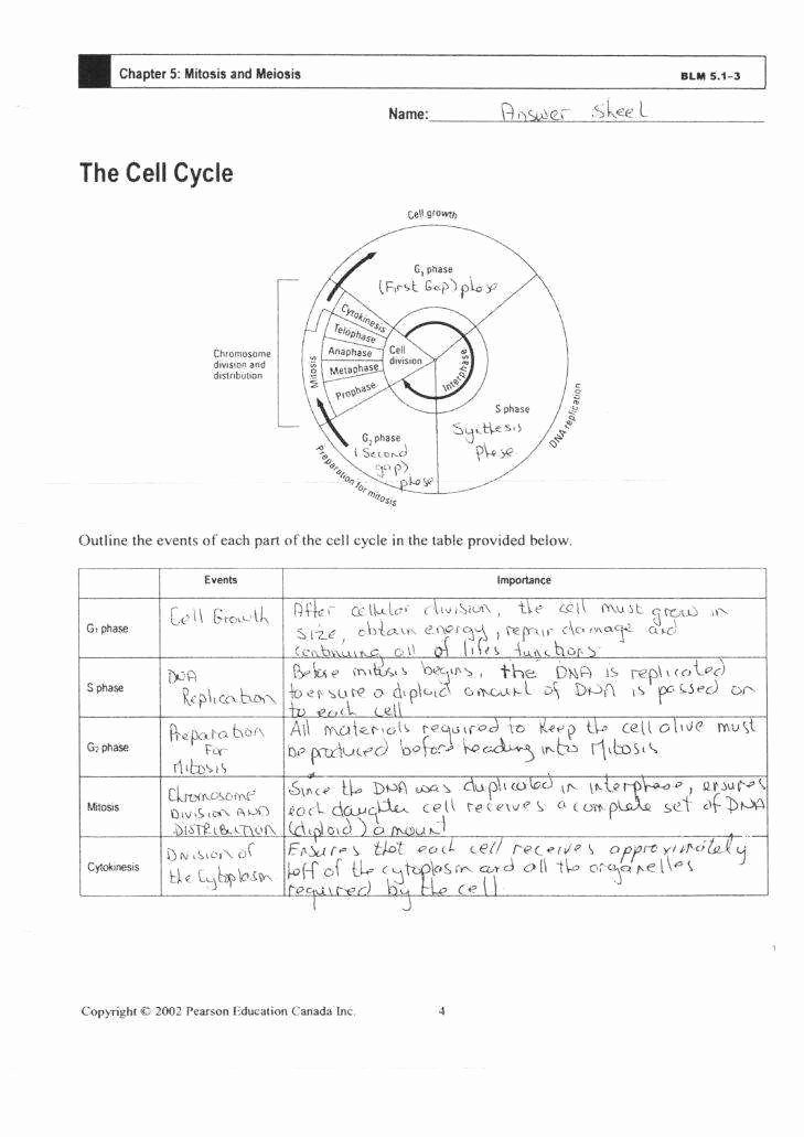 The Cell Cycle Worksheet Fresh Cell Cycle and Mitosis Worksheet Answers