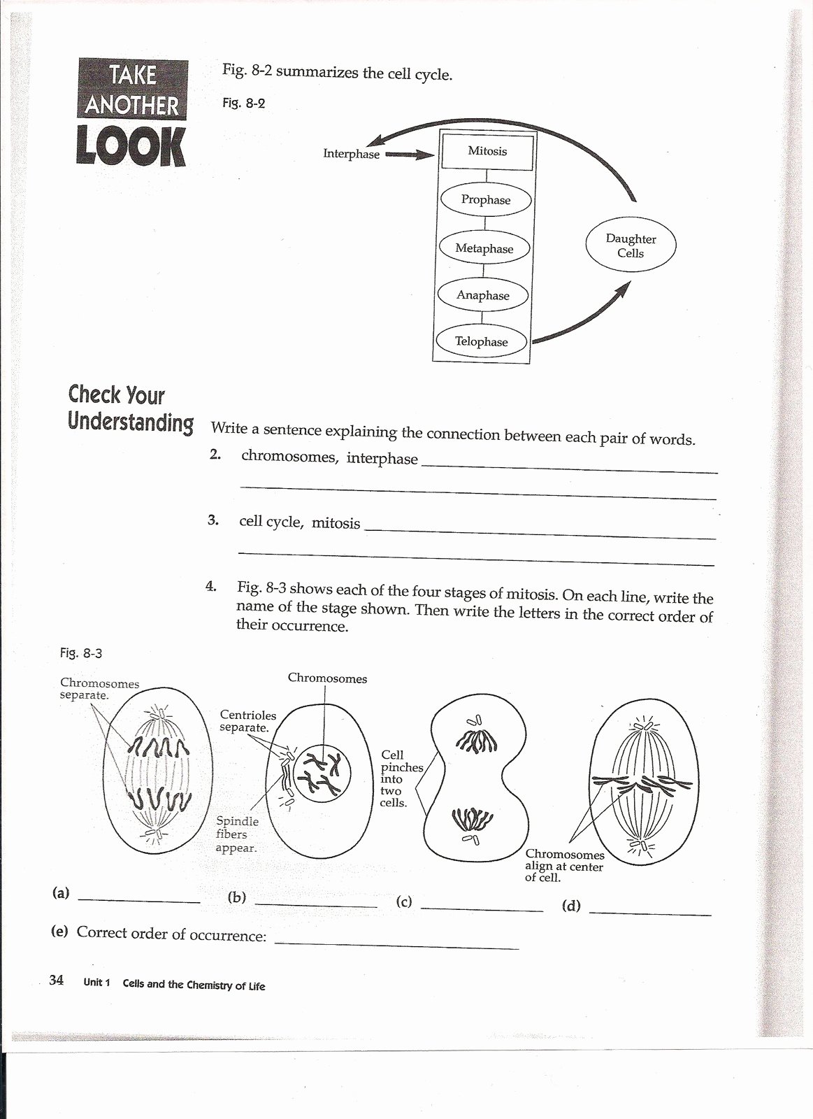 The Cell Cycle Worksheet Inspirational Cell Division and Mitosis Worksheet Answers Worksheet