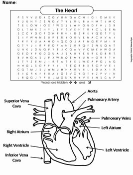 The Circulatory System Worksheet Answers Awesome Human Body Systems Word Search the Heart and Circulatory