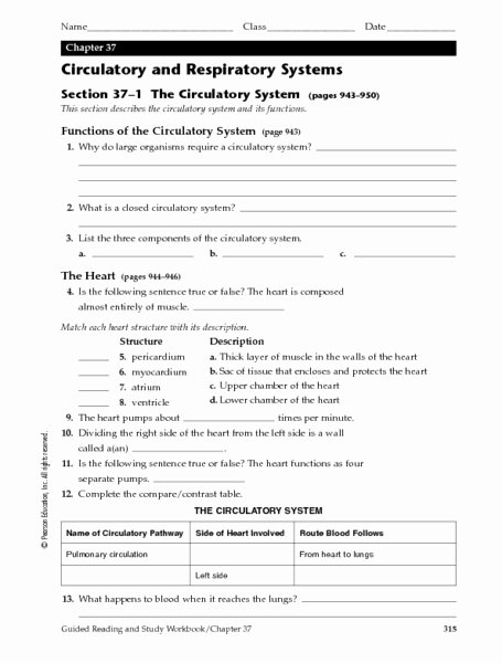 The Circulatory System Worksheet Answers Beautiful Science Quiz for Grade 5 Respiratory System Heart and