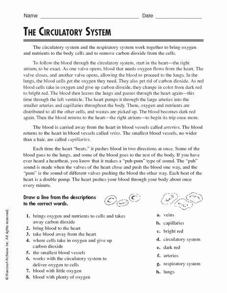 The Circulatory System Worksheet Answers Fresh Circulatory System 5th Grade Worksheets