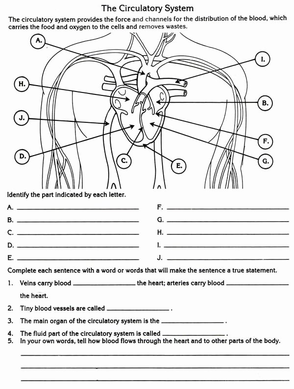 The Circulatory System Worksheet Answers Fresh Circulatory System Diagram Worksheet
