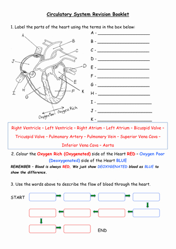 The Circulatory System Worksheet Answers Fresh Heart Blood Vessels Chd Blood Revision Booklet by