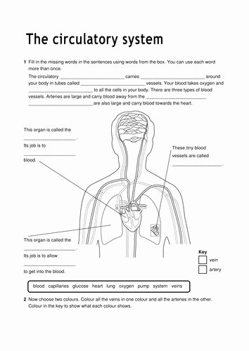 The Circulatory System Worksheet Answers Lovely Cardiovascular System Worksheet