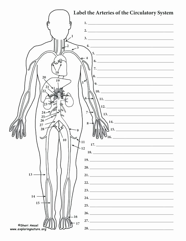 The Circulatory System Worksheet Answers Lovely Circulatory System Labeling Worksheets – Morningknits
