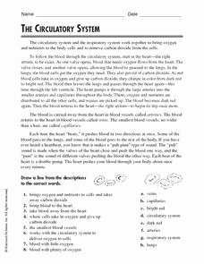 The Circulatory System Worksheet Answers Luxury the Circulatory System 4th 5th Grade Worksheet