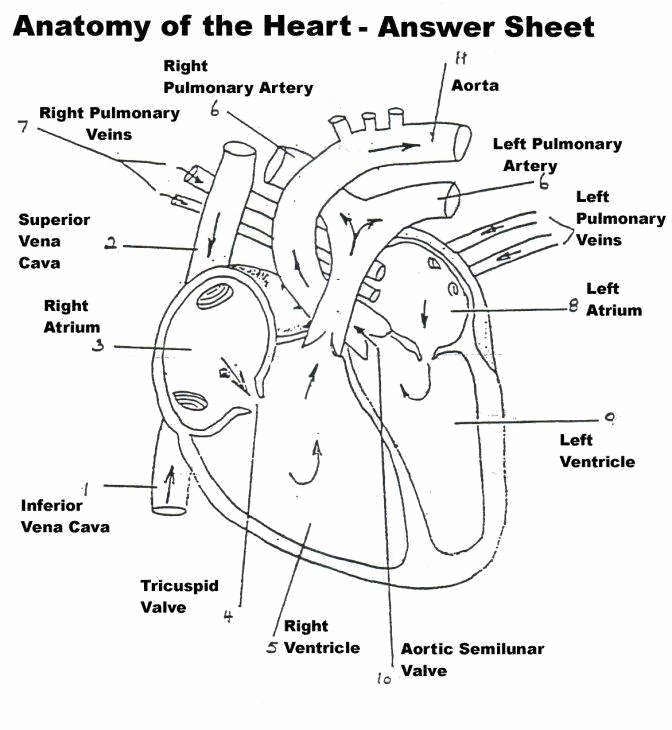 The Circulatory System Worksheet Answers Luxury the Circulatory System Worksheet