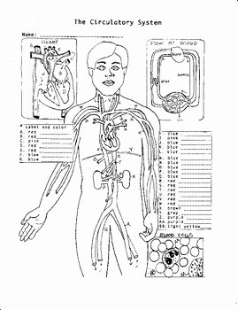 The Circulatory System Worksheet Answers Unique Circulatory System by Biology Buff