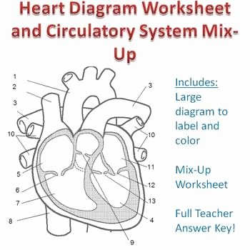 The Circulatory System Worksheet Answers Unique Heart Circulatory System and Life On Pinterest