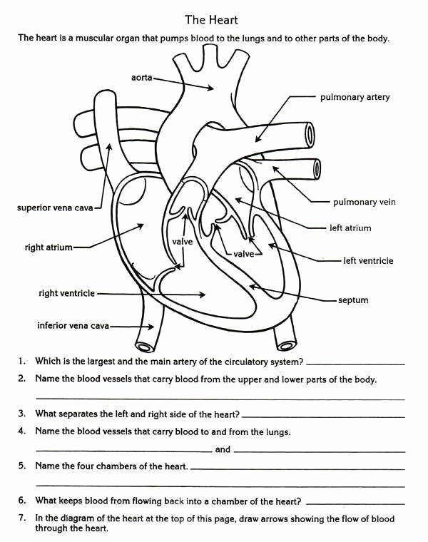 The Circulatory System Worksheet Answers Unique the Circulatory System Worksheet