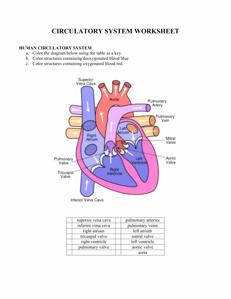 The Circulatory System Worksheet Beautiful 1 Circulatory System Worksheet
