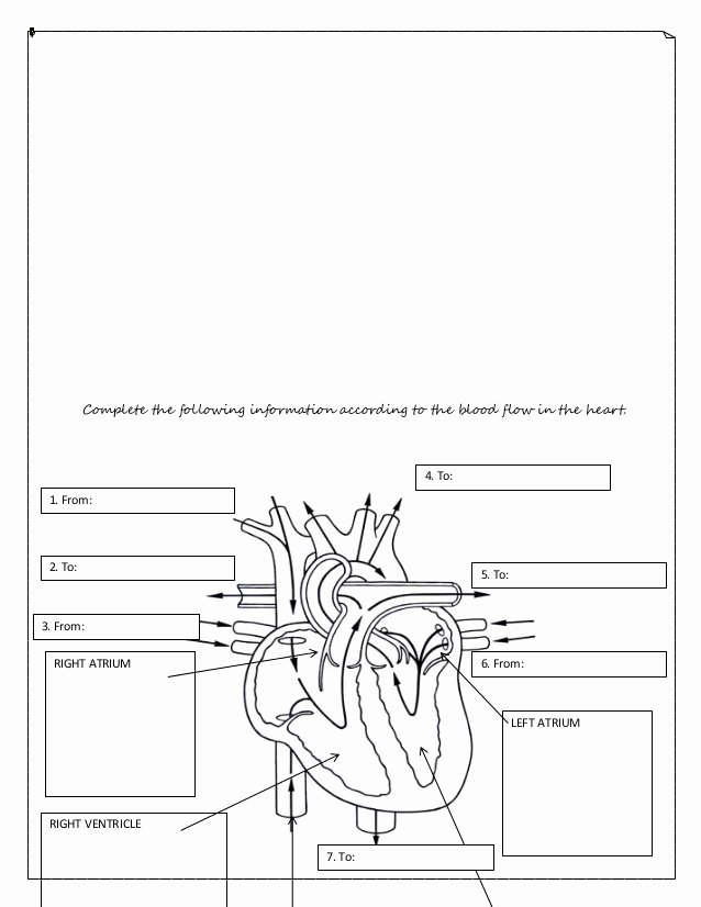 The Circulatory System Worksheet Fresh Circulatory System Worksheet