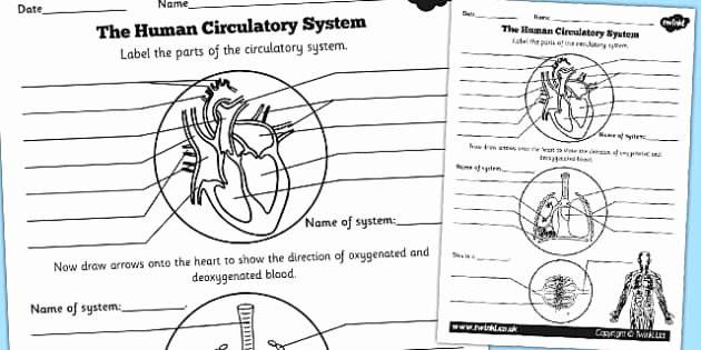 The Circulatory System Worksheet Fresh Human Body Overall Circulatory System Labelling Worksheet