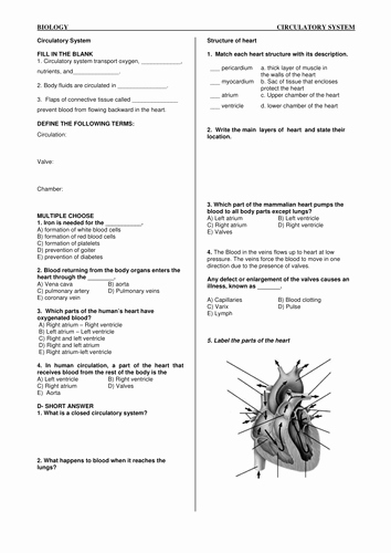 The Circulatory System Worksheet Fresh Mdeniz S Shop Teaching Resources Tes