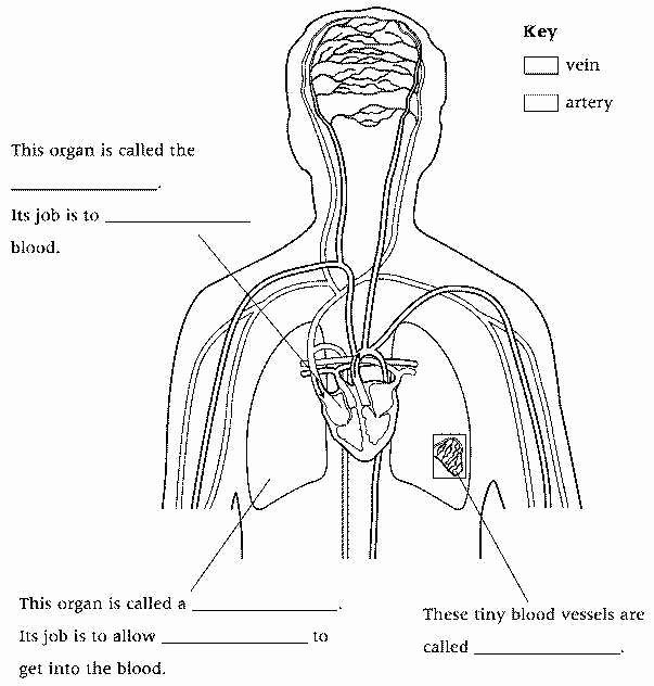 The Circulatory System Worksheet Fresh the Circulatory System Worksheet