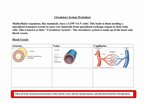 The Circulatory System Worksheet New as Biology Worksheet the Circulatory System 4 Sheets