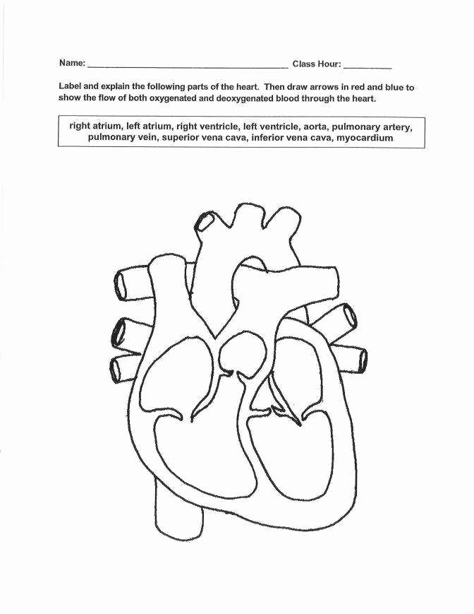 The Circulatory System Worksheet New the Circulatory System Worksheet