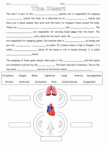 The Circulatory System Worksheet Unique the Heart and Circulatory System Cloze Procedure by