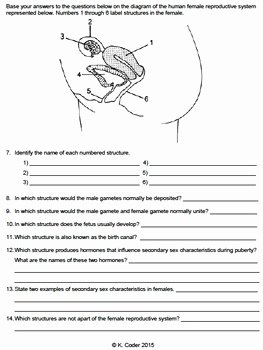 The Female Reproductive System Worksheet Awesome Worksheet Female Reproductive System Editable