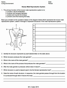 The Female Reproductive System Worksheet Beautiful Worksheet Male Reproductive System Editable