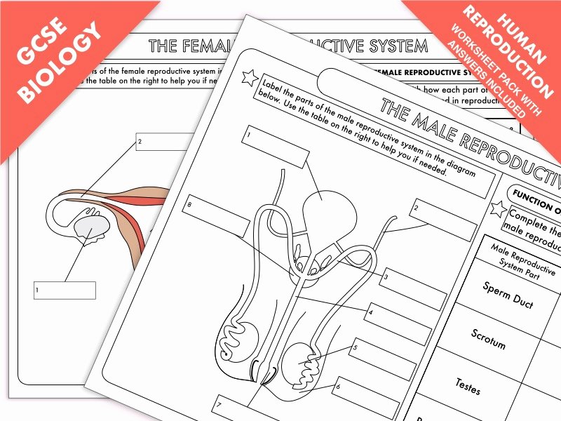 The Female Reproductive System Worksheet Best Of Gcse Biology Human Reproduction Worksheet Pack by