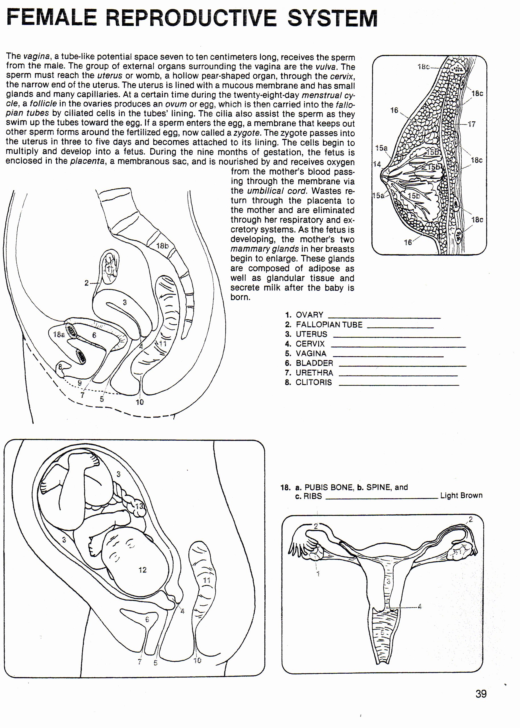 The Female Reproductive System Worksheet Best Of Human Growth &amp; Development south Junior High School