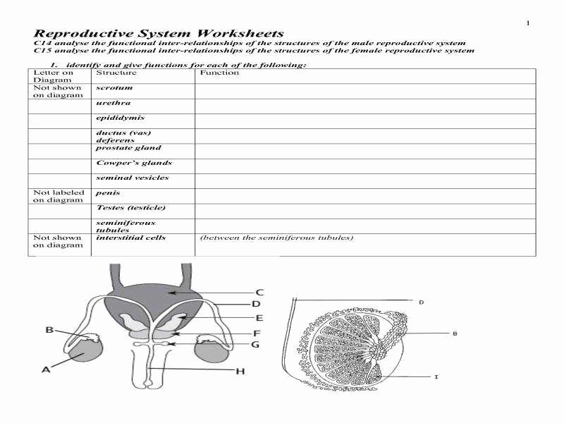 The Female Reproductive System Worksheet Best Of Reproductive System Worksheet