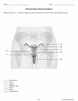 The Female Reproductive System Worksheet Elegant Female Reproductive System Grades 11 12 Free Printable