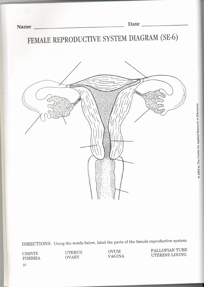 The Female Reproductive System Worksheet Elegant Label the Female Reproductive System Frompo 1