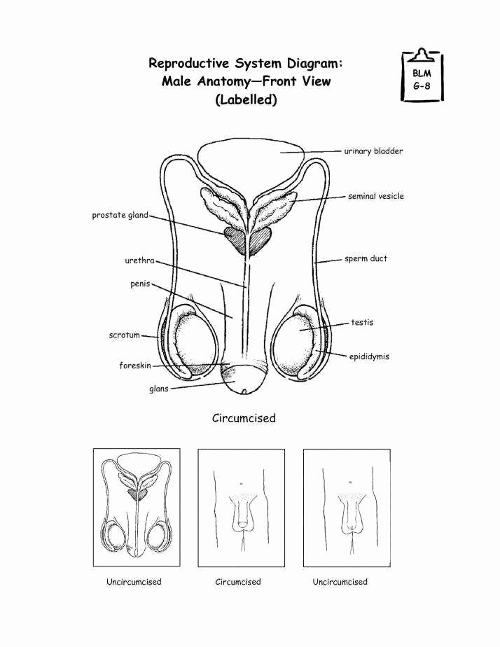 The Female Reproductive System Worksheet Elegant Reproductive System Worksheet