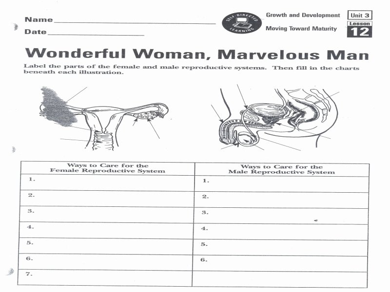 The Female Reproductive System Worksheet Inspirational Female Reproductive System Worksheet Free Printable
