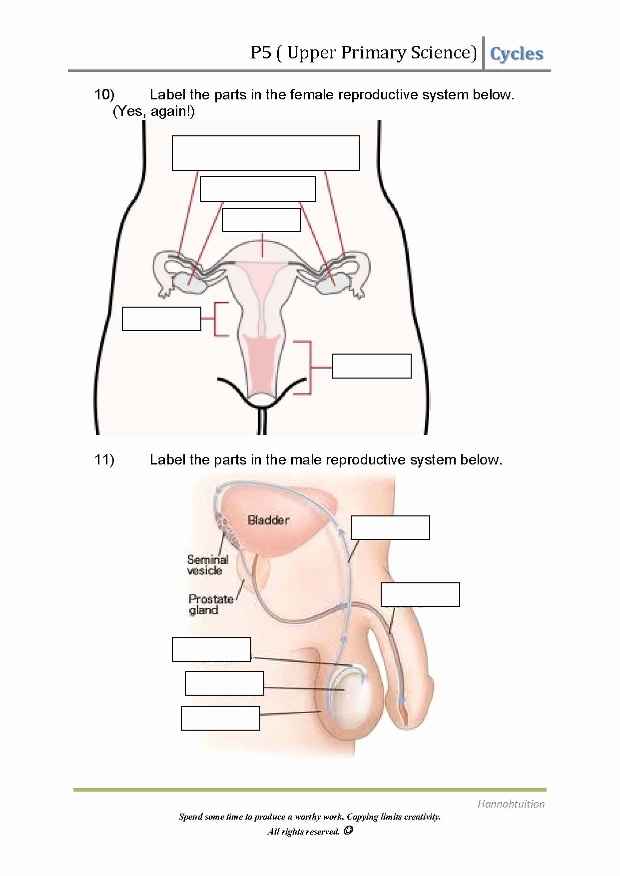 The Female Reproductive System Worksheet Inspirational Free Science Worksheets