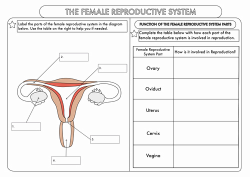The Female Reproductive System Worksheet Inspirational Gcse Worksheets On Human Reproduction by Beckystoke