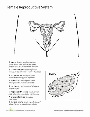 The Female Reproductive System Worksheet Inspirational Inside Out Anatomy the Reproductive System