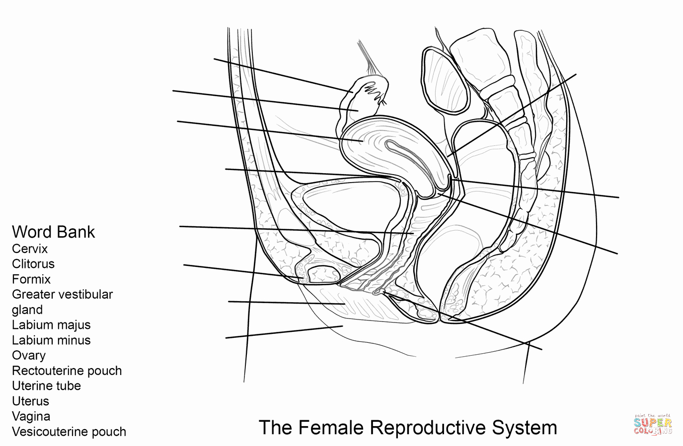 The Female Reproductive System Worksheet Inspirational Inside Ralphie Worksheet Ma
