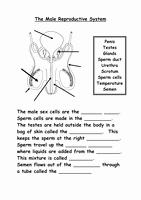 The Female Reproductive System Worksheet Inspirational Reproductive organs by Shazbatz Uk Teaching Resources Tes