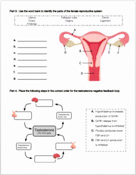 The Female Reproductive System Worksheet Inspirational Reproductive System Review Worksheet by Biology with Brynn