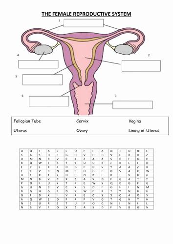 The Female Reproductive System Worksheet Lovely Female Reproductive System by Vinnie254 Teaching