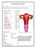 The Female Reproductive System Worksheet Lovely Female Reproductive System Teaching Resources