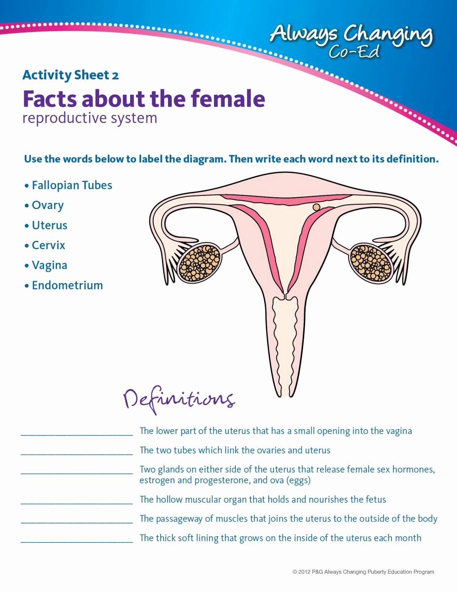 The Female Reproductive System Worksheet Lovely Free Education Worksheets Worksheet Mogenk Paper Works