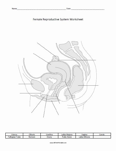 The Female Reproductive System Worksheet Lovely Free Printable Female Reproductive System Worksheet