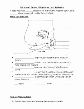 The Female Reproductive System Worksheet Lovely Male and Female Reproductive Systems Notes by Careers and