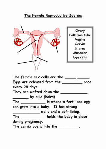 The Female Reproductive System Worksheet Lovely Reproductive organs by Shazbatz Teaching Resources Tes