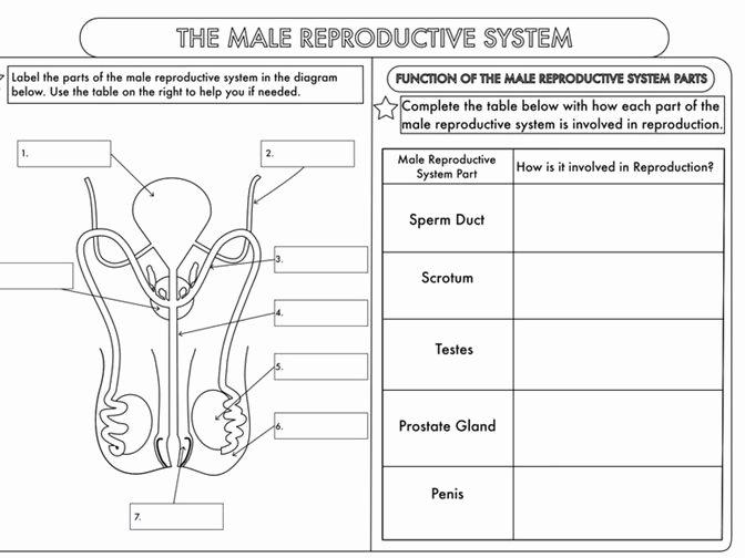 The Female Reproductive System Worksheet Luxury Gcse Biology Worksheet Pack Human Reproduction by