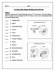 The Female Reproductive System Worksheet New Human Growth and Development Puberty Changes