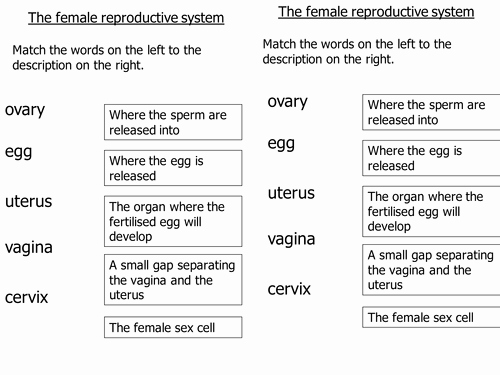 The Female Reproductive System Worksheet New Ks3 Reproduction the Female Reproductive System 2 by L