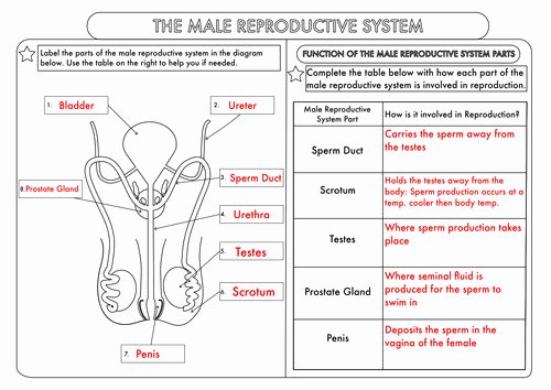 The Female Reproductive System Worksheet New Reproductive System Worksheet