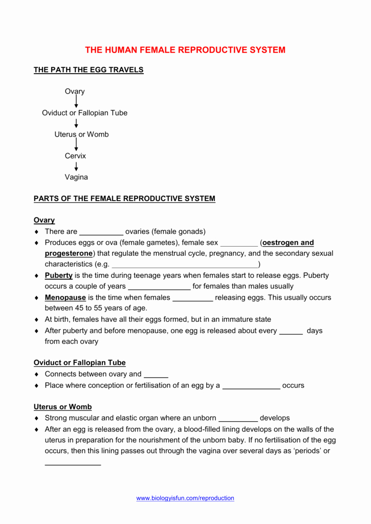 The Female Reproductive System Worksheet Unique Human Female Reproductive System Cloze Worksheet